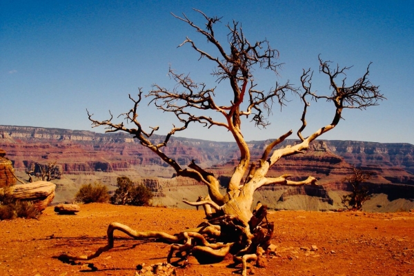 Toter Baum am Grand Canyon