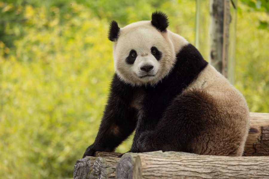Bao Lin, das zweijährige Panda-Männchen, in seinem Zuhause in China