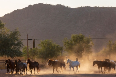 Auf der White Stallion Ranch