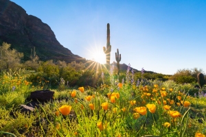 Wildbumen-Blüte am Picacho Peak