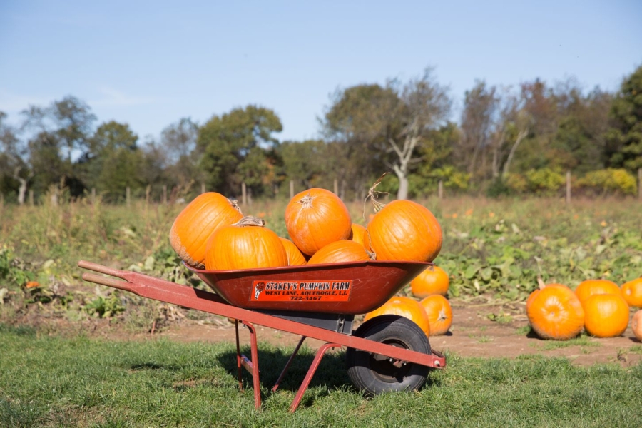 Kürbisse, Äpfel und viel Natur: Der goldene Herbst auf Long Island