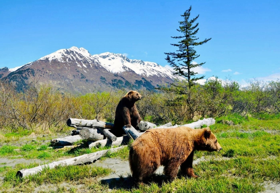 Ein Naturparadies - auch für Bären