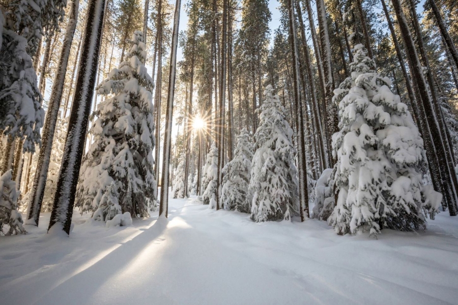 Winter im Cypress Hills Interprovincial Park