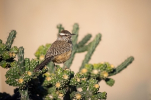 Kaktuszaunkönig (Cactus Wren)