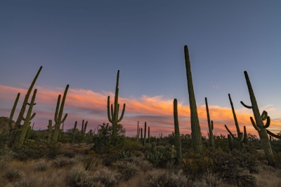 Saguaro National Park