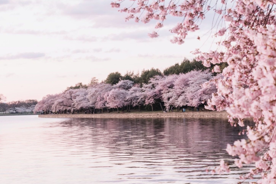 Kirschblüten soweit das Auge reicht