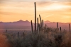 111 Jahre Arizona: 11 ungewöhnliche und kuriose Fakten über den Grand Canyon State