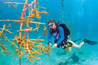 Korallenzucht vor den Florida Keys